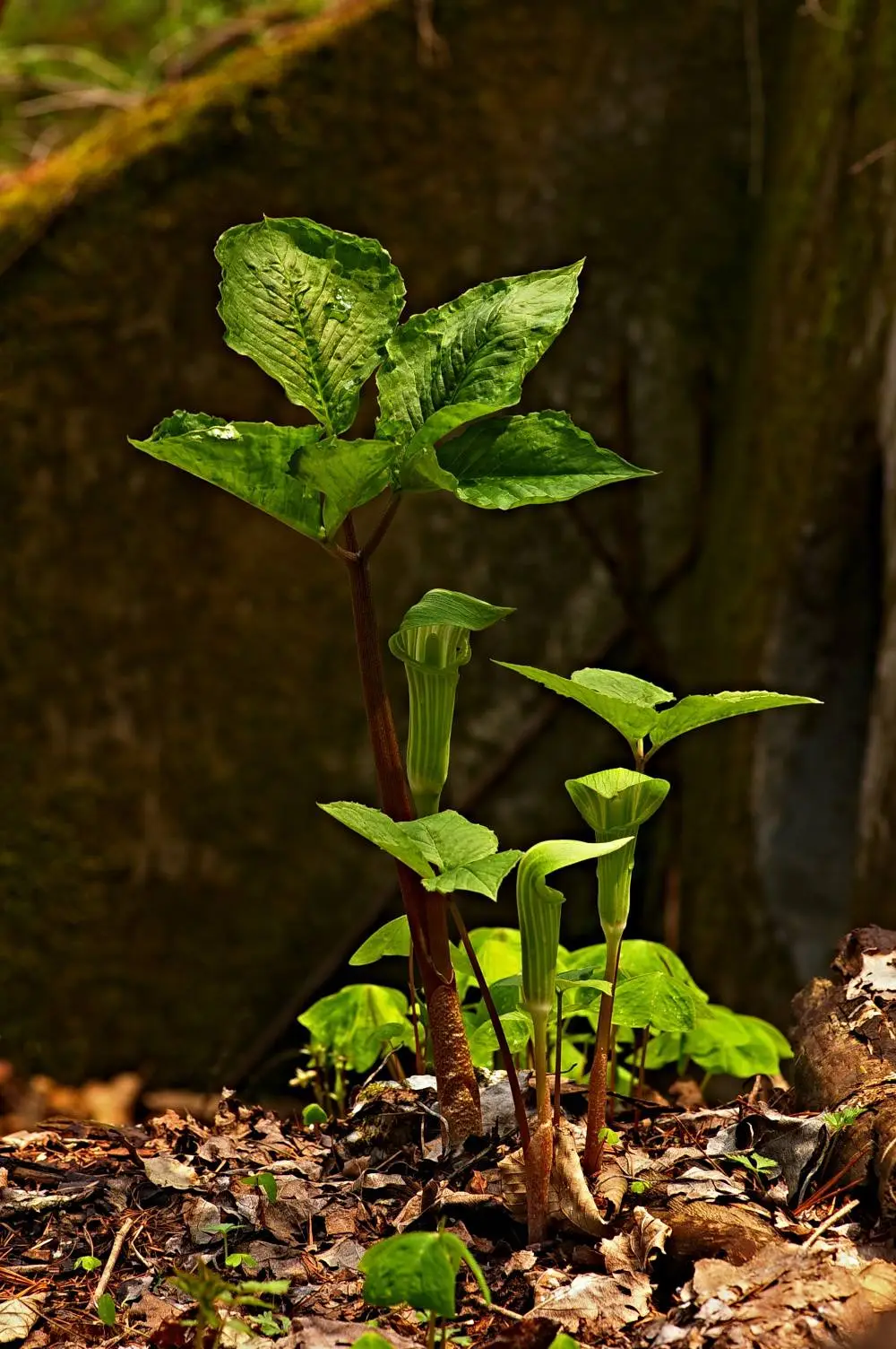 445528012_8028085880568819_4180372795288553686_n.jpg?_nc_cat=108&ccb=1-7&_nc_sid=5f2048&_nc_ohc=0166lYAj1l8Q7kNvgG7YYjq&_nc_ht=scontent-ssn1-1.xx&oh=00_AYANf17FDGlWNJNakNo_MnqdLn5YxPTRLo1y3H_oOnYRYw&oe=6670254C