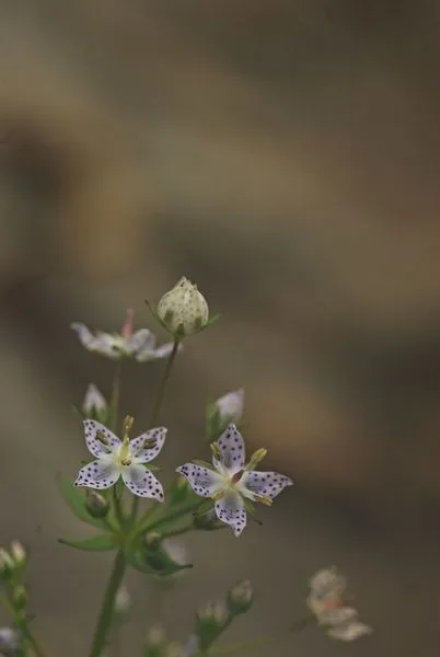 454198190_8367891203254950_3222997985005681894_n.jpg?stp=dst-jpg_s600x600&_nc_cat=103&ccb=1-7&_nc_sid=127cfc&_nc_ohc=l0fUHORqFUgQ7kNvgGGZZXV&_nc_ht=scontent-ssn1-1.xx&oh=00_AYCYI7O-WWE6aSURJfgDYBXzWPQu1DA3s4WieUHFR8Maqw&oe=66FE8E6D