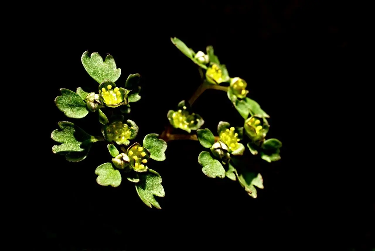 441405741_7943149912395750_7020105466722945083_n.jpg?_nc_cat=107&ccb=1-7&_nc_sid=5f2048&_nc_ohc=VHGcOWBTaHQQ7kNvgFq0MA2&_nc_ht=scontent-ssn1-1.xx&oh=00_AYCutH1ougXuJJ96Kd6Dc62fPGBWbhDDUFBPBskJgqpAzQ&oe=665F1993