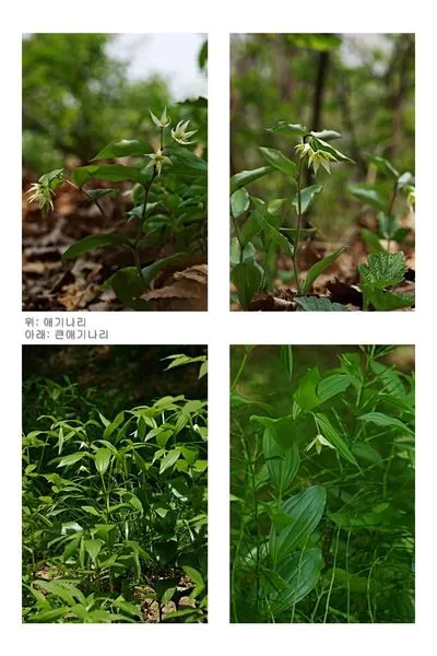 450677640_8212471032130302_2593103731545324681_n.jpg?stp=dst-jpg_s600x600&_nc_cat=108&ccb=1-7&_nc_sid=127cfc&_nc_ohc=ieRfir7L9NcQ7kNvgGwrrOF&_nc_ht=scontent-ssn1-1.xx&oh=00_AYA_xSXaH8pQux8bySSVB4l4pPVxSq_UHHfwZGOeSYfGCw&oe=66E413AE