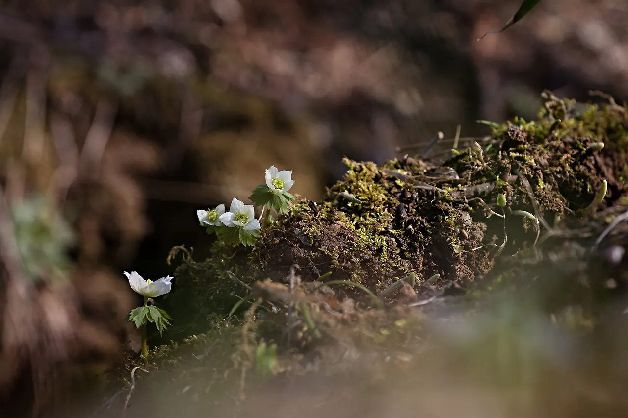 441060807_7885545291489546_5851565993401322541_n.jpg?_nc_cat=111&ccb=1-7&_nc_sid=5f2048&_nc_ohc=CMr1dGYAH28Q7kNvgGrCz1U&_nc_ht=scontent-ssn1-1.xx&oh=00_AYCQ9yPSEs5ocdzek9rpj7qSekfVE05yQgN15H6CmSUCAw&oe=66484ED1