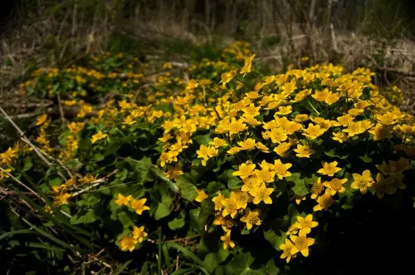 449081429_8138384162872323_6476684395195303391_n.jpg?stp=dst-jpg_p526x395&_nc_cat=106&ccb=1-7&_nc_sid=127cfc&_nc_ohc=V4AWQQpFKMkQ7kNvgF31aCM&_nc_ht=scontent-ssn1-1.xx&oh=00_AYDopIwr0IDgvjGMkwbikxDRYLTfFPl0r6E4Vqbj5Y-jRg&oe=66A4E259