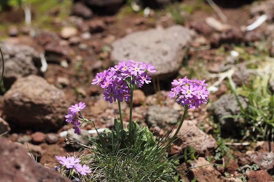 447674178_8043185615725512_4506259159808363228_n.jpg?_nc_cat=106&ccb=1-7&_nc_sid=5f2048&_nc_ohc=BlbBb8jUSiAQ7kNvgGqOe_I&_nc_ht=scontent-ssn1-1.xx&oh=00_AYDPpMoUlmdJDr5PBDm4eUGliaQYS2yfo2IIZD3CHNLrLg&oe=667941CB