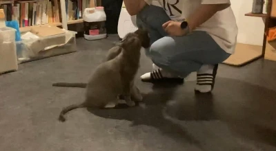 %EA%B3%A0%EC%96%91%EC%9D%B4_%EA%B5%90%EC%9C%A1.jpg?type=w1