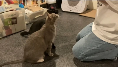 %EA%B3%A0%EC%96%91%EC%9D%B4_%EA%B5%90%EC%9C%A1_2.jpg?type=w1