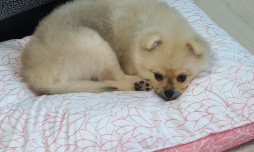 image.png?type=w2%22&type=ff500_300