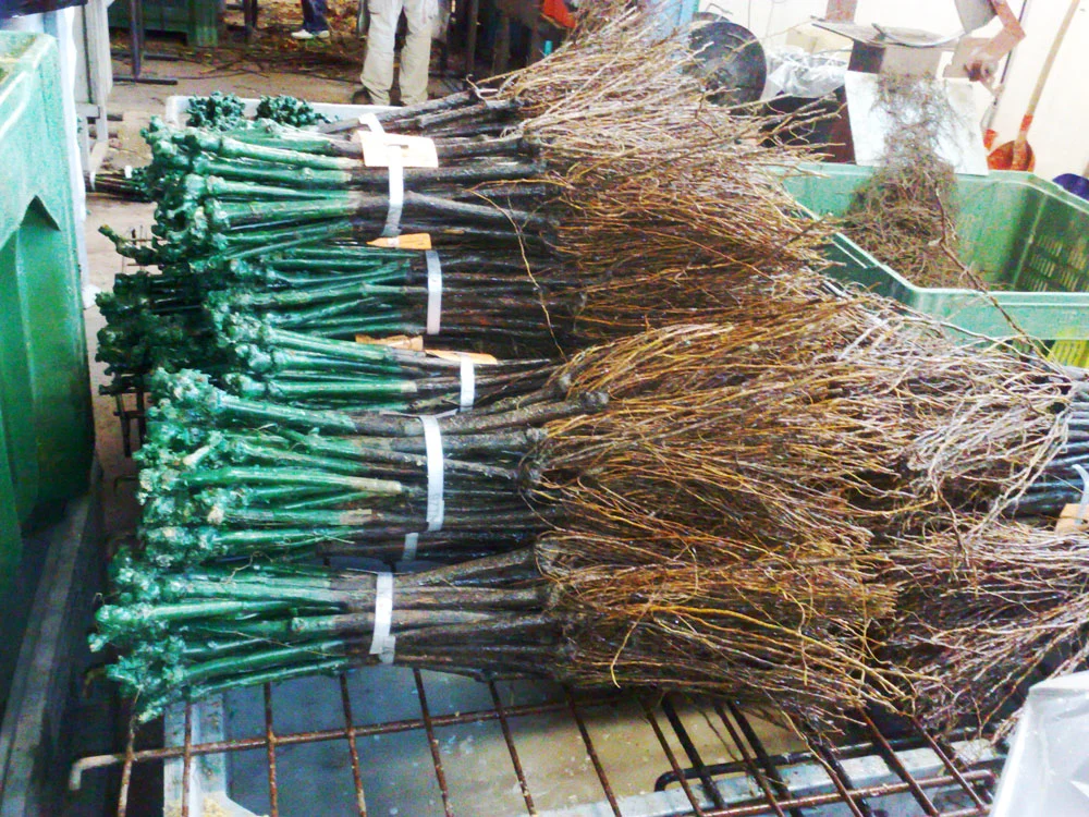 vivai-viticolo-trentini-2.jpg?fit=1000%2C750&ssl=1