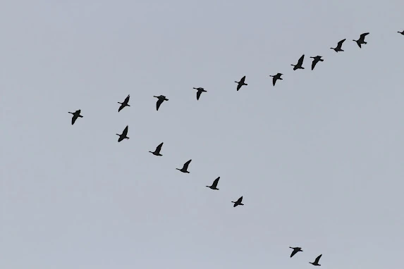 AVvXsEgbC4Wk7ZdWmn2mMlYK6_8f_08PPCIwHaPVWsb2HyWw2MGfkp0FSKC70FLwYSiAY3cvO_xJOgQVrz6Sab6lMC-Pd-dKaWUkp3msVL7D2oApbyD696TzsW3K1wDZGw6DoezfM1HKg-29lJvtgLP42nraR-b9-Gr4NRNhVBWZmilI0Svof19ZI3IGyqKJFN4=w573-h382