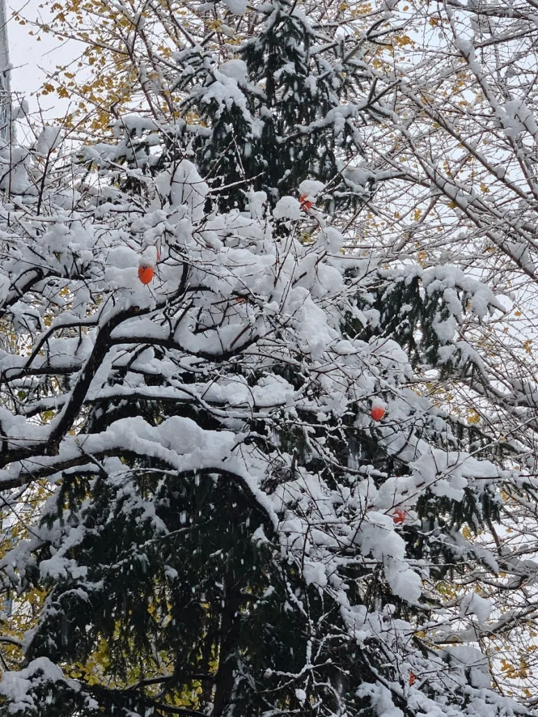 900%EF%BC%BF20241128%EF%BC%BF075132.jpg?type=w773