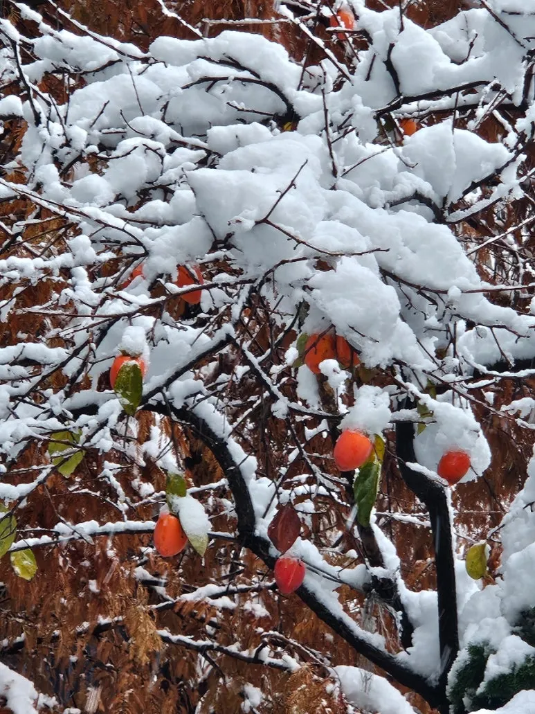 900%EF%BC%BF20241128%EF%BC%BF075056.jpg?type=w773