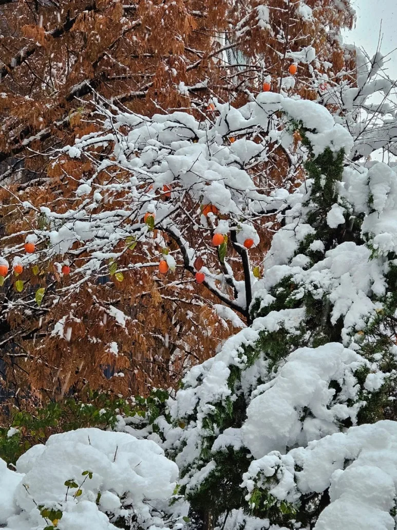 900%EF%BC%BF20241128%EF%BC%BF075048.jpg?type=w773