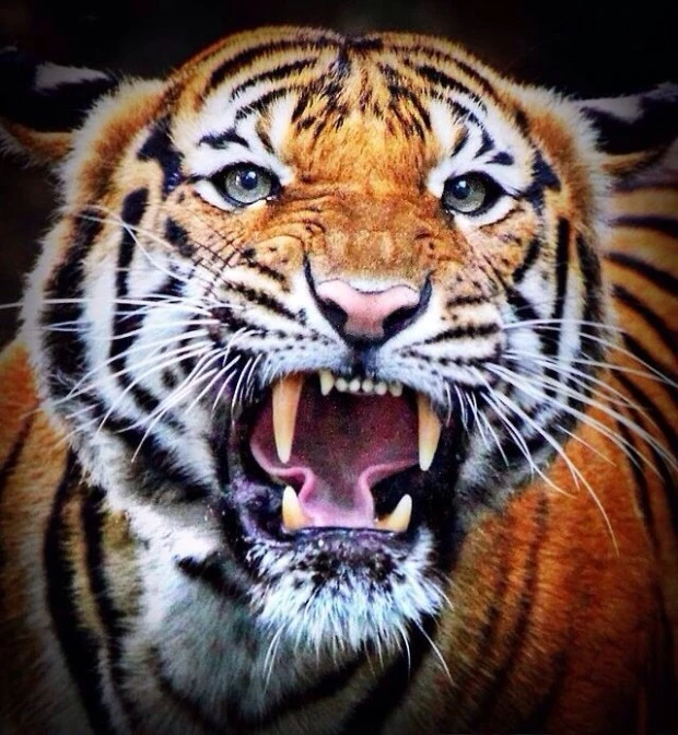 다운로드 (17).jfif