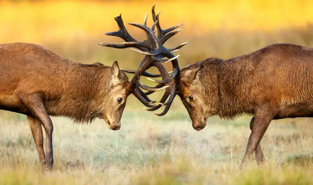 %EB%B6%89%EC%9D%80-%EC%82%AC%EC%8A%B4-%EC%82%AC%EC%8A%B4%EC%9D%98-%EC%B4%88%EC%83%81%ED%99%94%EB%8A%94-rutting-%EC%8B%9C%EC%A6%8C-%EB%8F%99%EC%95%88-%EA%B0%80%EC%9D%84-%EC%B4%88%EC%9B%90%EC%97%90%EC%84%9C-%EC%A7%80%EB%B0%B0%EB%A5%BC-%EC%9C%84%ED%95%B4-%EC%8B%B8%EC%9A%B0%EA%B3%A0-%EC%9E%88%EC%8A%B5%EB%8B%88%EB%8B%A4.jpg?s=612x612&w=0&k=20&c=-mTLtESb2PwCbmdYej8Q7eclW-e5pjpln7ierAW9WCs=