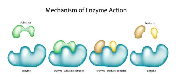 mechanism-of-enzyme-action-with-substrate-and-product-complexes.jpg?s=612x612&w=0&k=20&c=2griUJDWHs_xWr4phqoN6xw48hSIhtwHM0wzmk9ClaA=