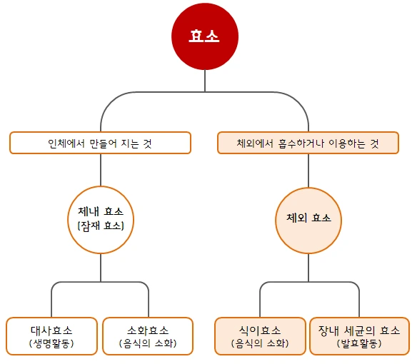 %ED%9A%A8%EC%86%8C%EC%9D%98%EC%A2%85%EB%A5%98_%ED%9A%A8%EC%86%8C%EC%9B%90.png?type=w1