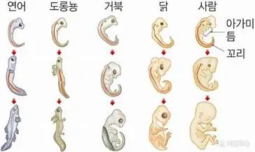 배아발생.jfif