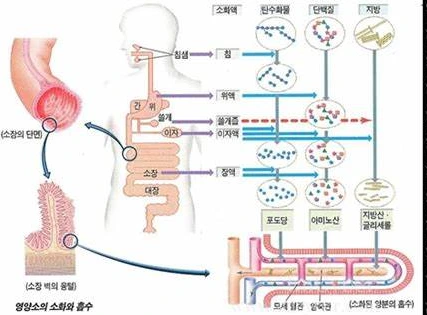 OIP.clqF6OKEQwWr-IFLCIO5JAHaFs?rs=1&pid=ImgDetMain