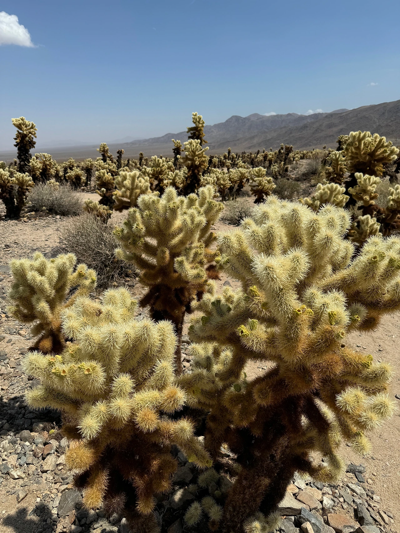 cholla.jpeg