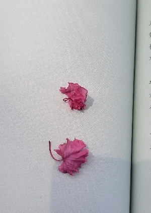 900%EF%BC%BF1754486399887.jpg?type=w966