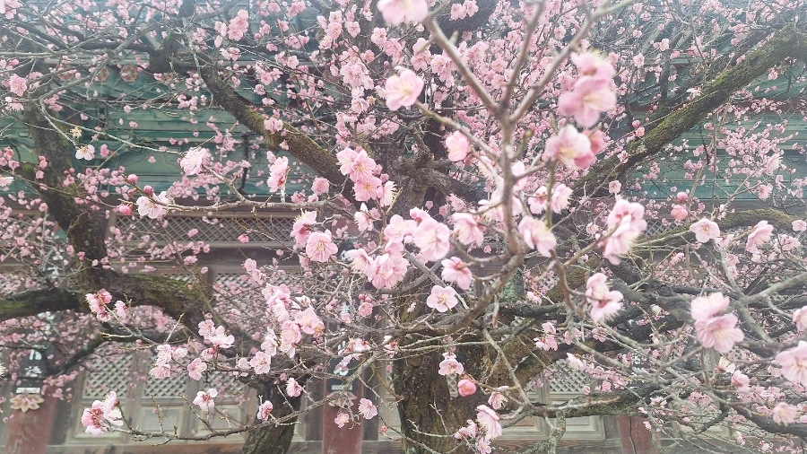 900%EF%BC%BF1742013136076%EF%BC%8D9.jpg?type=w966