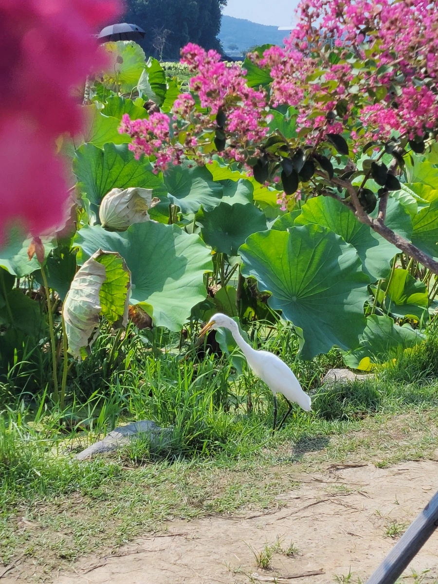 900%EF%BC%BF20250729%EF%BC%BF151248.jpg?type=w966