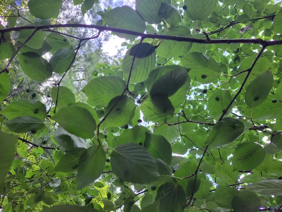 900%EF%BC%BF20250722%EF%BC%BF093110.jpg?type=w966