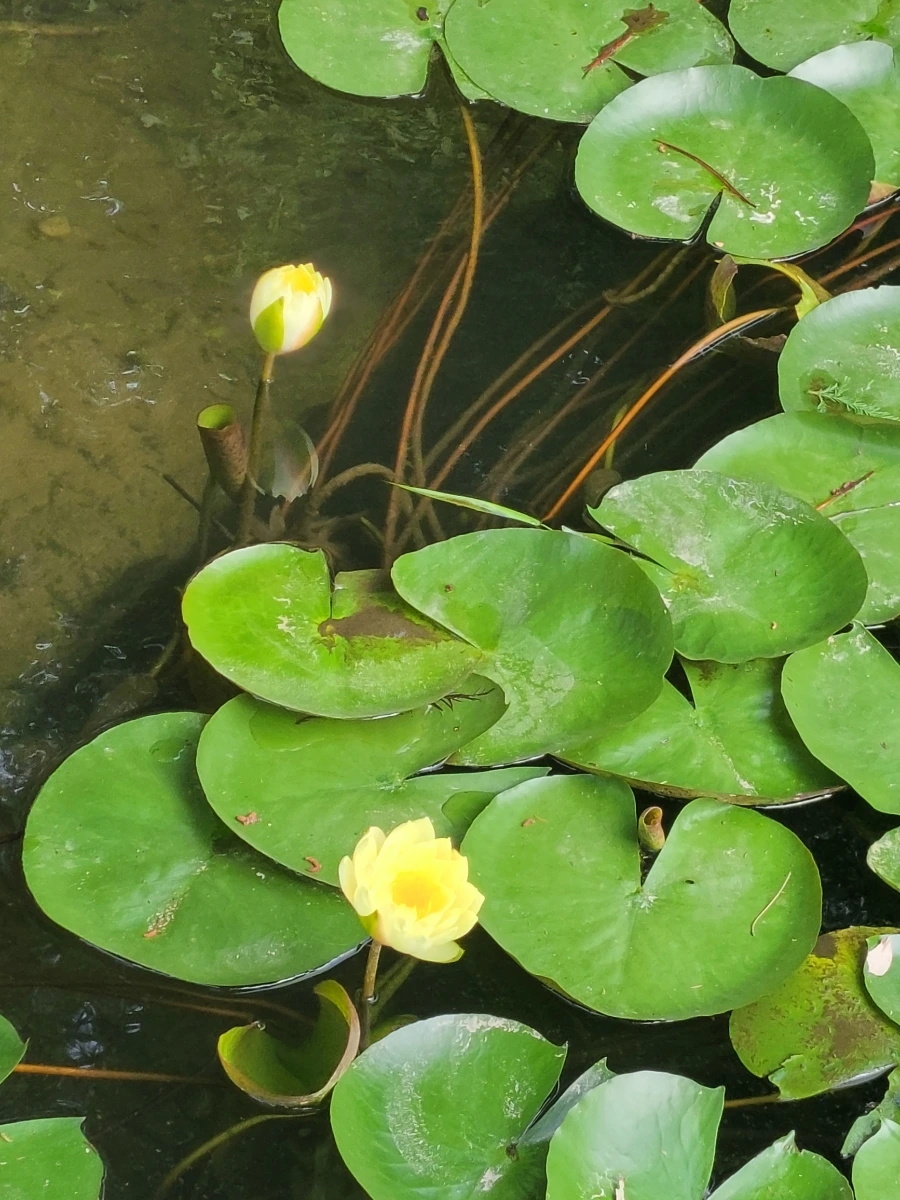 900%EF%BC%BF20250723%EF%BC%BF081337.jpg?type=w966