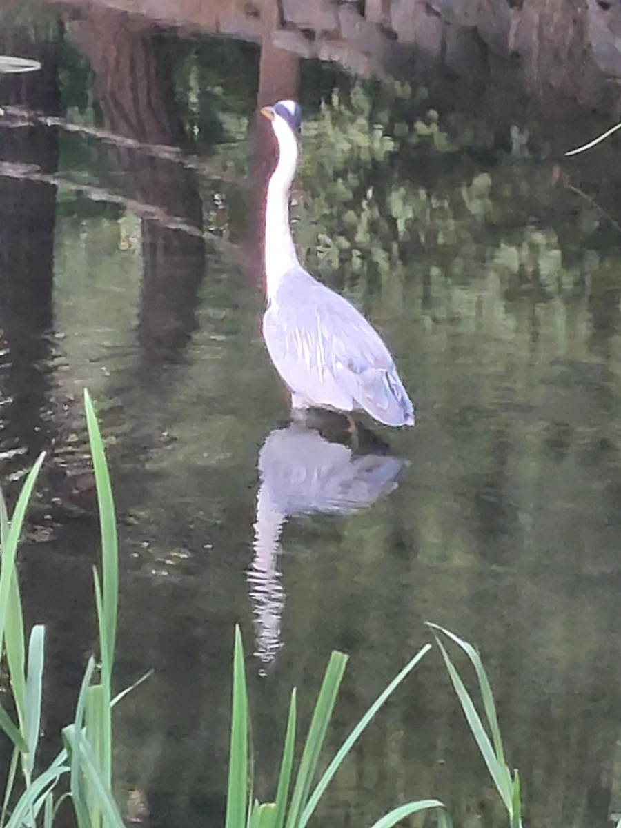 900%EF%BC%BF20250725%EF%BC%BF054634.jpg?type=w966