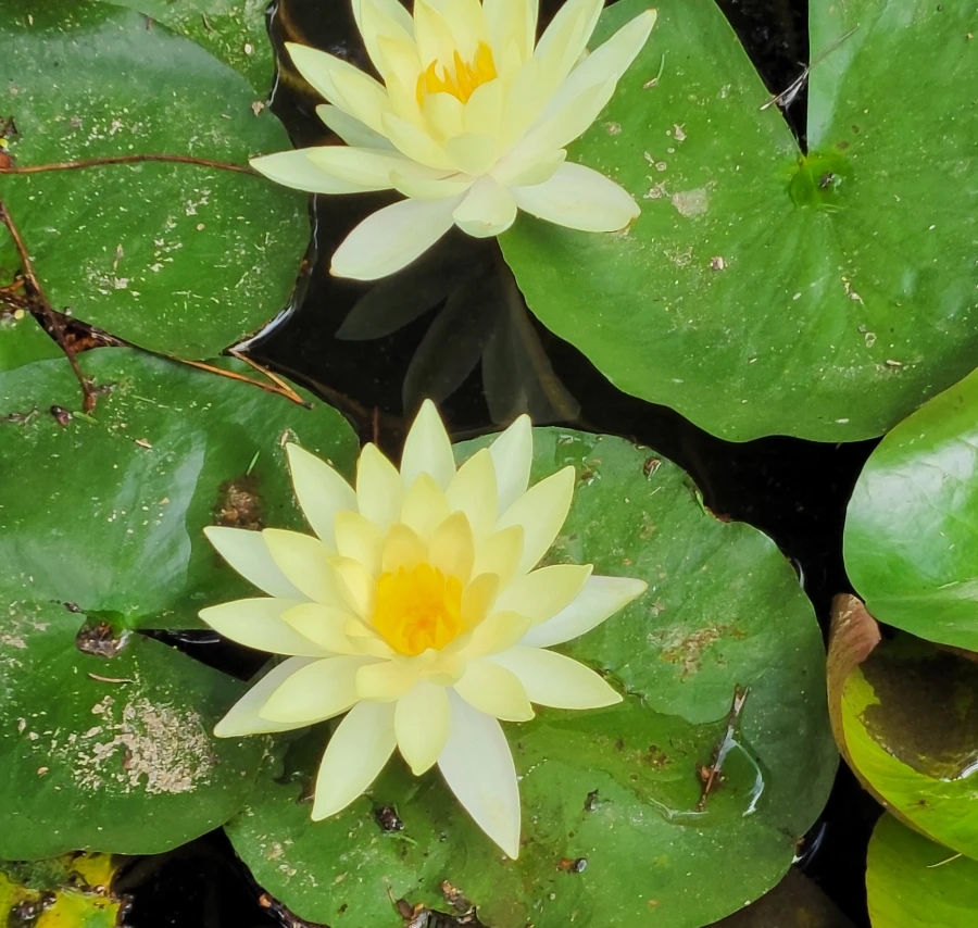 900%EF%BC%BF1753310465443.jpg?type=w966