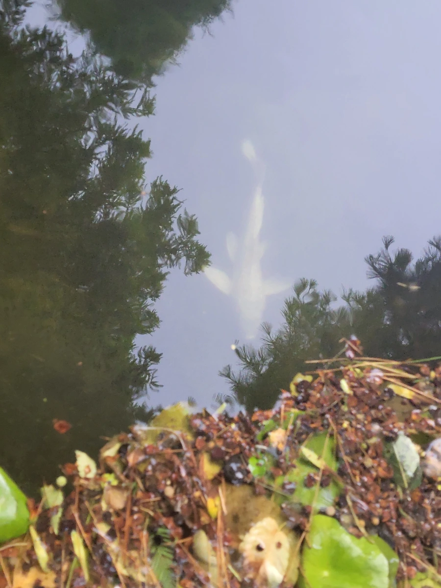 900%EF%BC%BF20250725%EF%BC%BF054401.jpg?type=w966