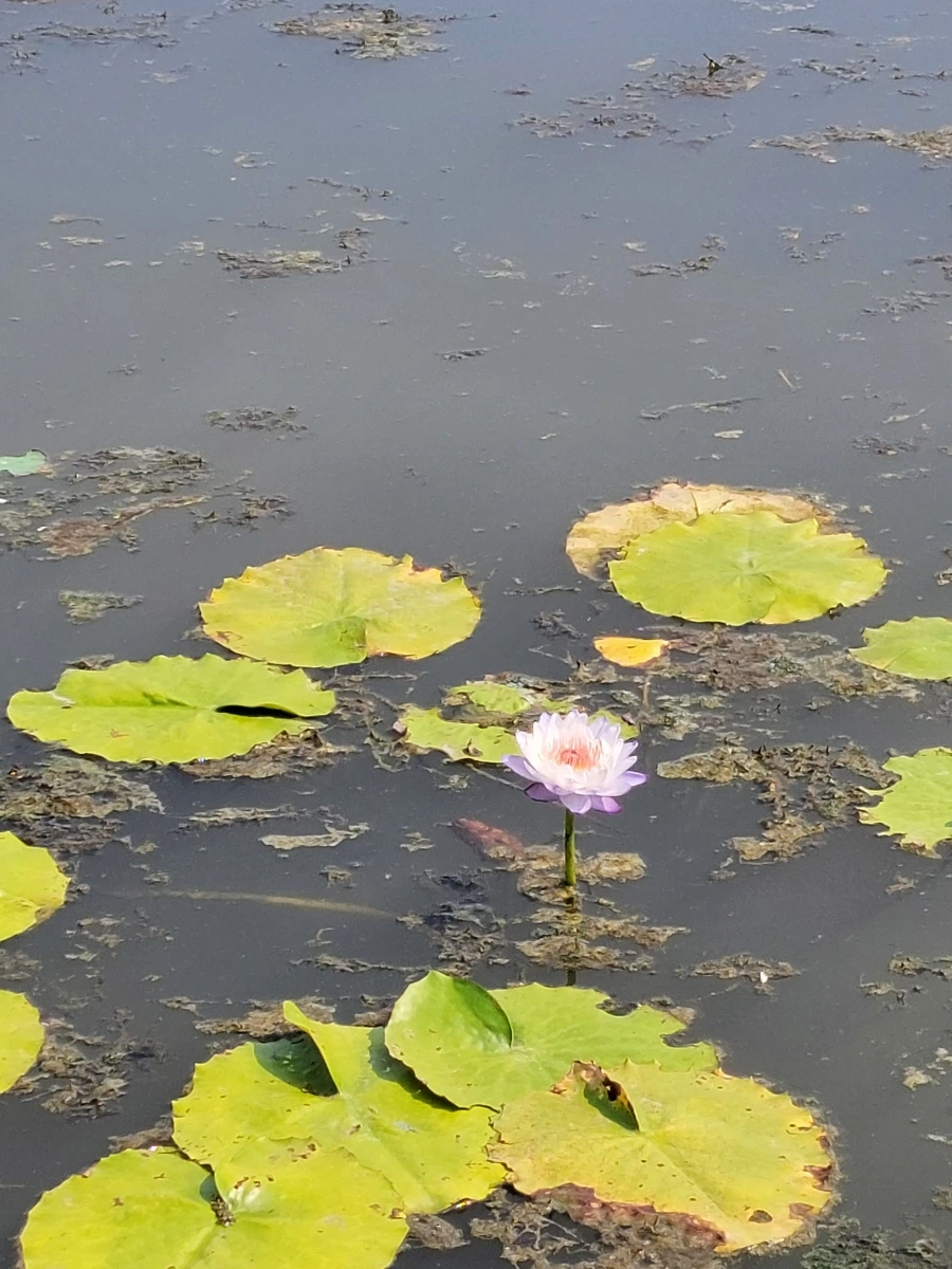 900%EF%BC%BF20250729%EF%BC%BF151507.jpg?type=w966