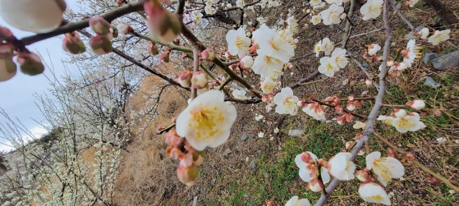 900%EF%BC%BF20250315%EF%BC%BF154953.jpg?type=w966