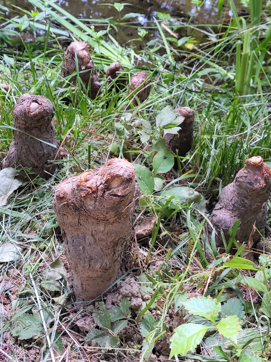 900%EF%BC%BF20250613%EF%BC%BF101457.jpg?type=w966