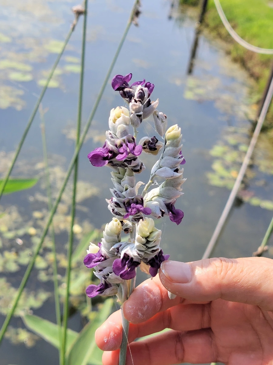 900%EF%BC%BF20250729%EF%BC%BF151603.jpg?type=w966