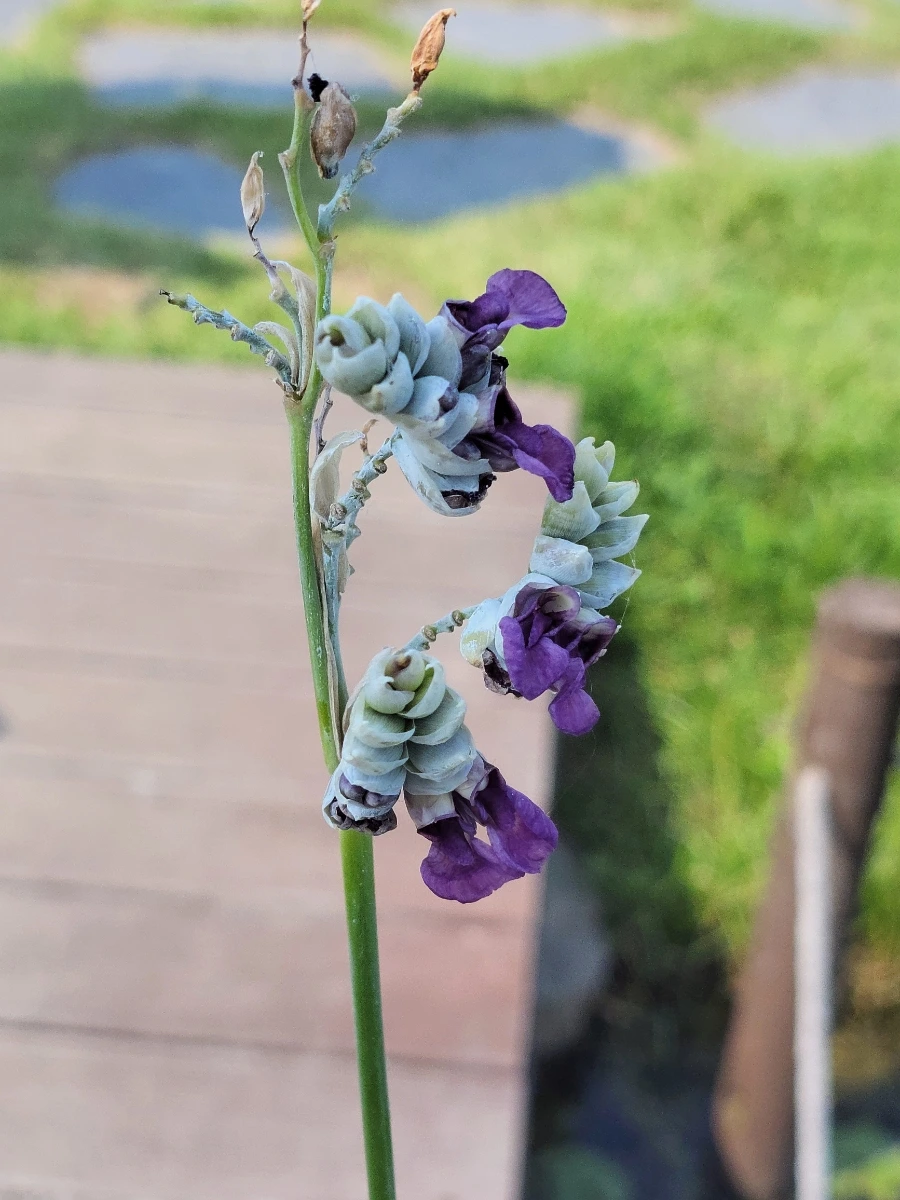 900%EF%BC%BF20250729%EF%BC%BF151556.jpg?type=w966