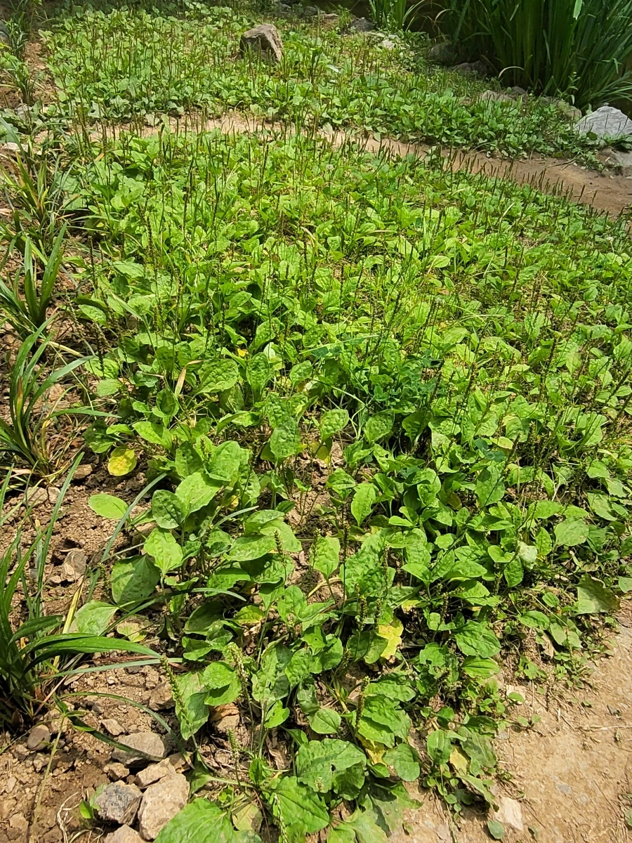 900%EF%BC%BF20250613%EF%BC%BF101305.jpg?type=w966