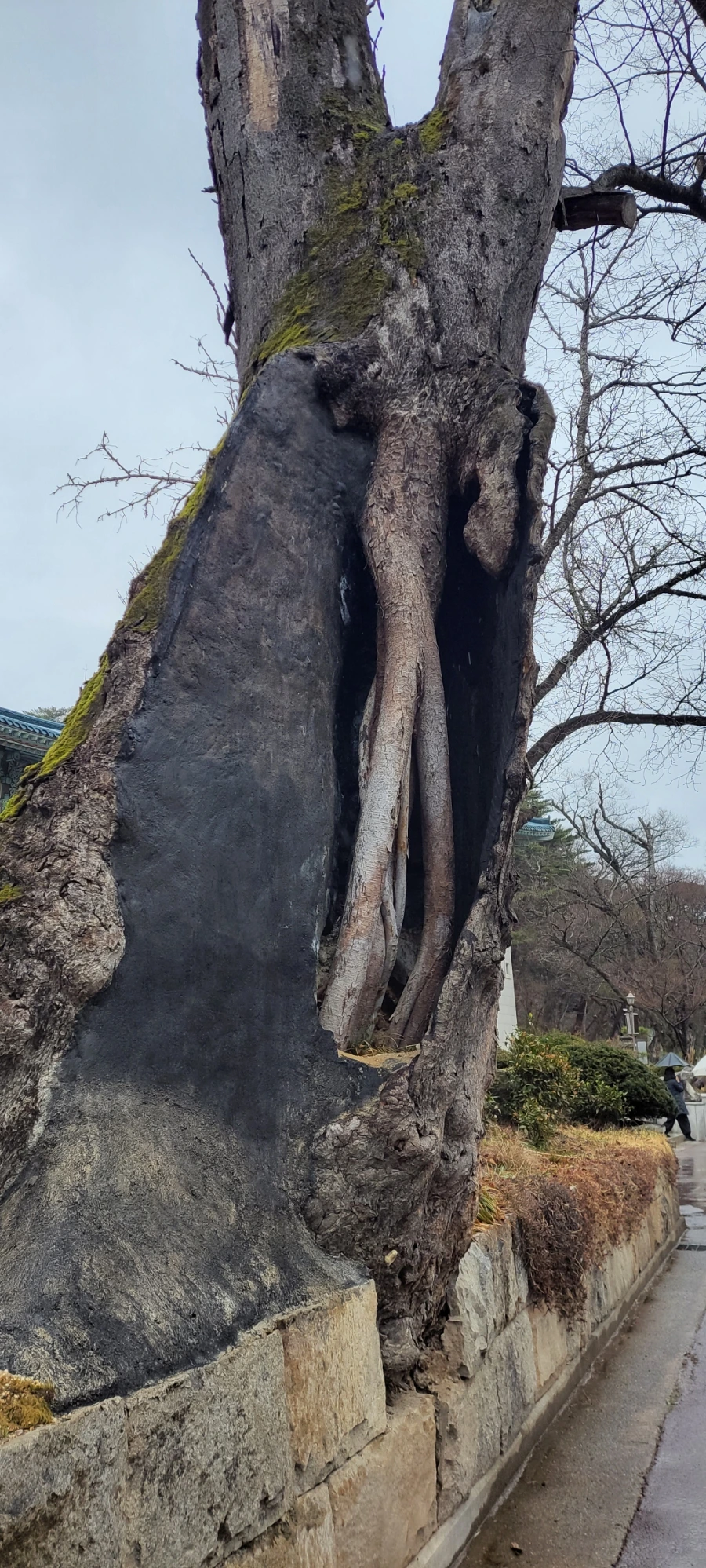 900%EF%BC%BF20250315%EF%BC%BF120447.jpg?type=w966