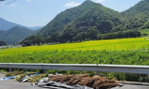 ?src=%22https%3A%2F%2Fblogthumb.pstatic.net%2FMjAyNTAzMDhfMTQ5%2FMDAxNzQxNDA5MTQ1ODIx.Bg7rw3Zh1sGFiqf4P2i9Pc9UsZZVDeCbSHJEf-RJ7Ugg.B5fLDY2GJkCK814VpcPTGWZ3qKL1TGzqa5lGyS_Jllog.JPEG%2F1741409092262.jpg%3Ftype%3Dw2%22&type=ff500_300