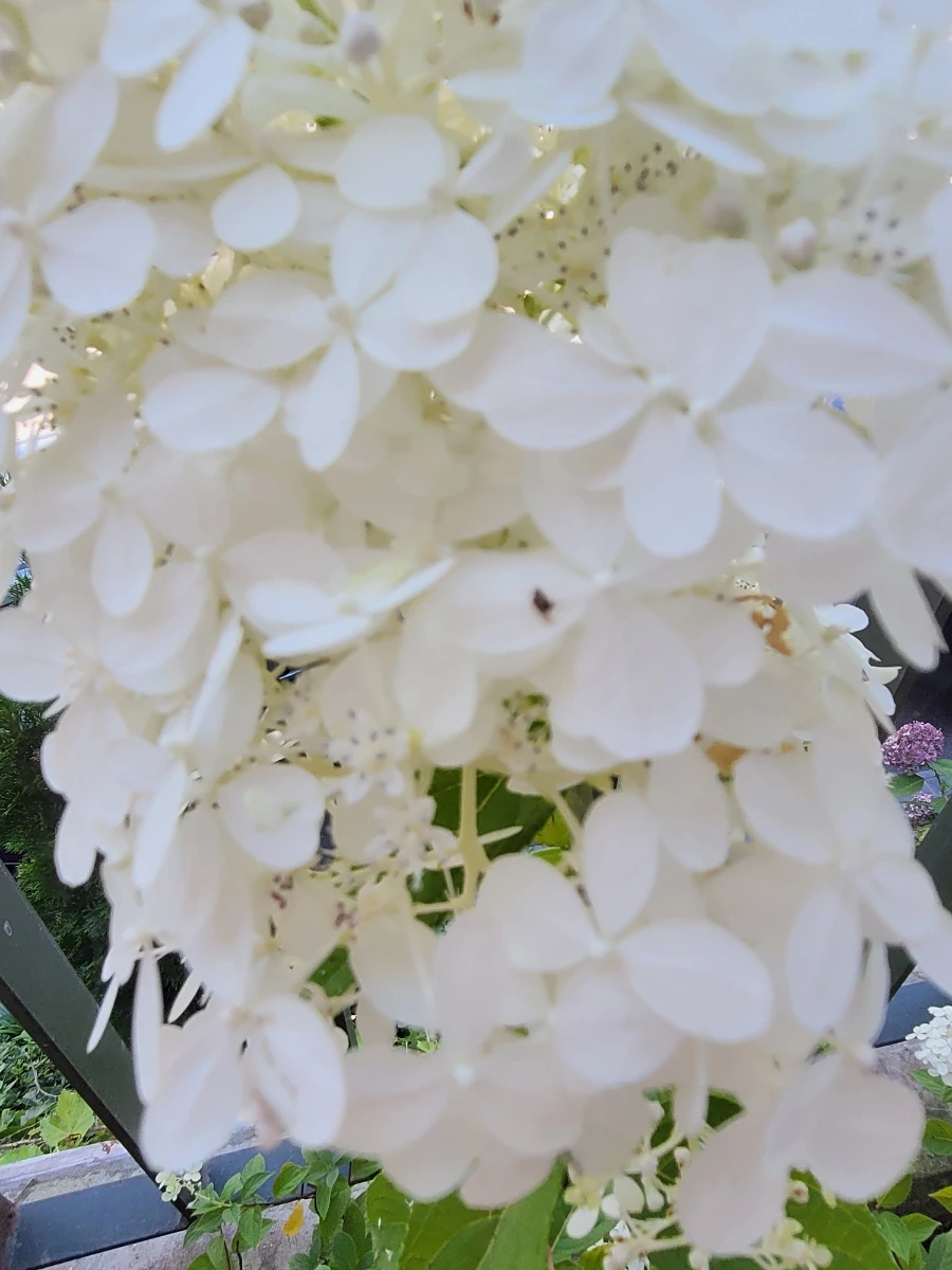 900%EF%BC%BF20250727%EF%BC%BF131146.jpg?type=w966