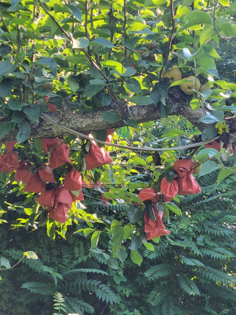 900%EF%BC%BF20250729%EF%BC%BF083225.jpg?type=w966