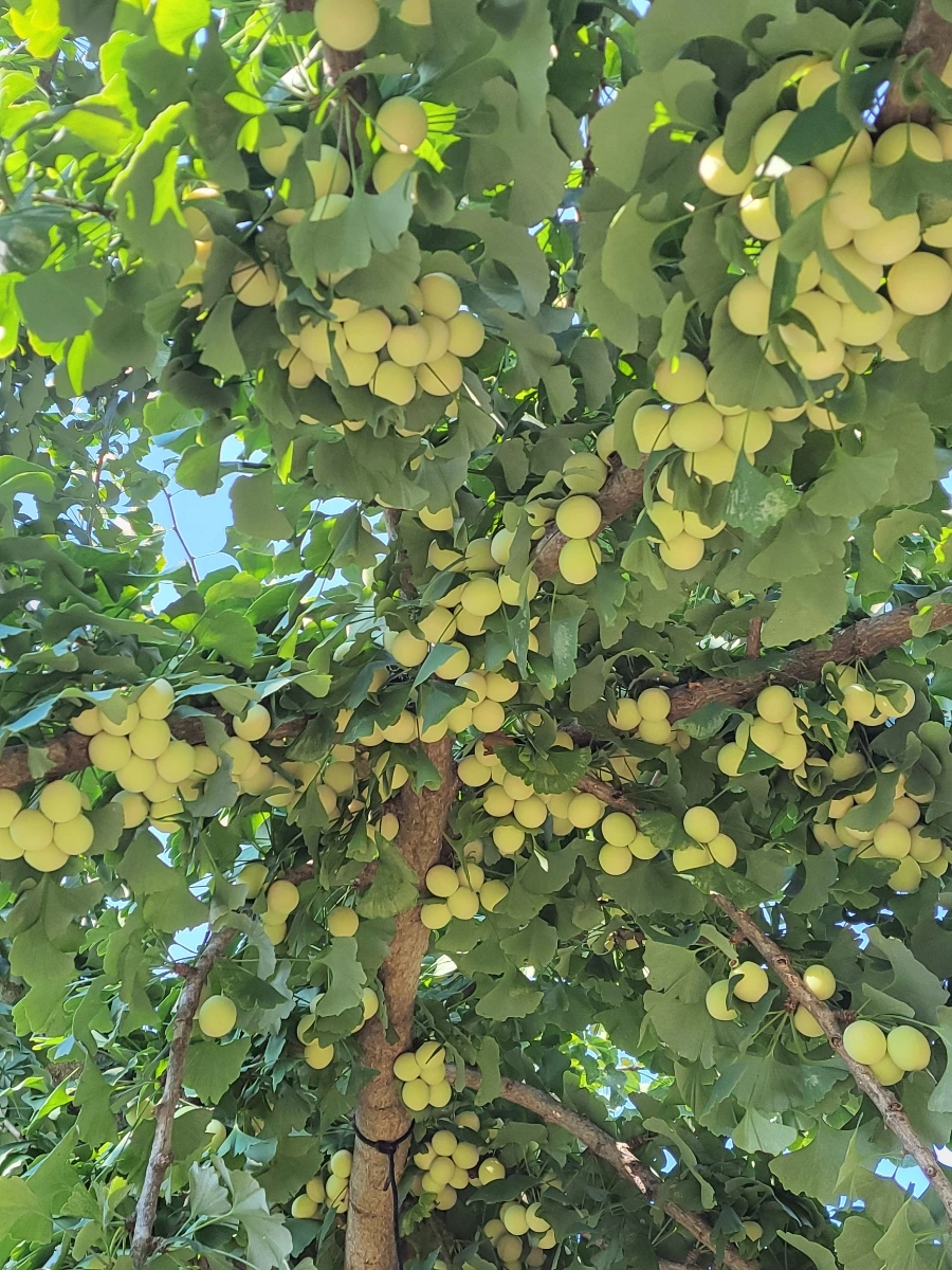 900%EF%BC%BF20250729%EF%BC%BF083429.jpg?type=w966