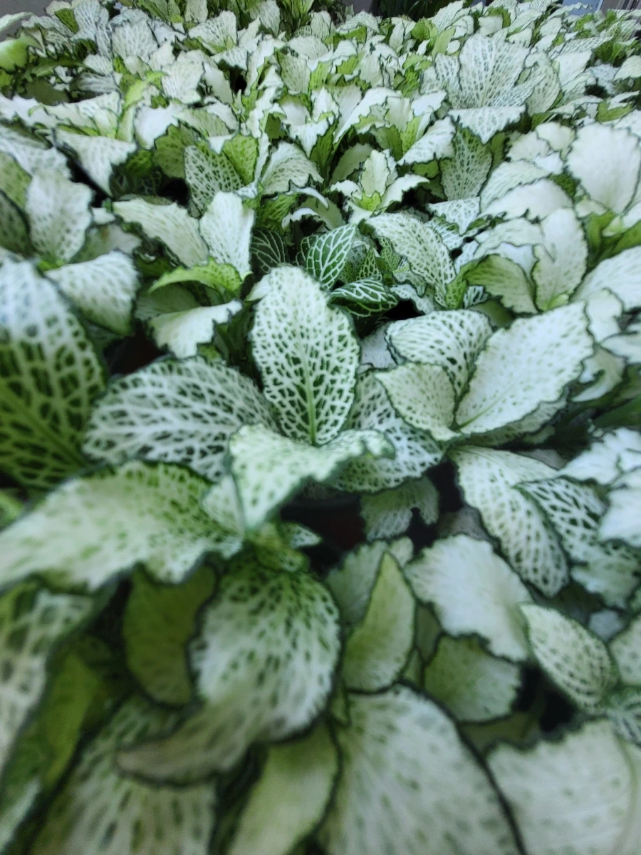 900%EF%BC%BF20250727%EF%BC%BF132421.jpg?type=w966