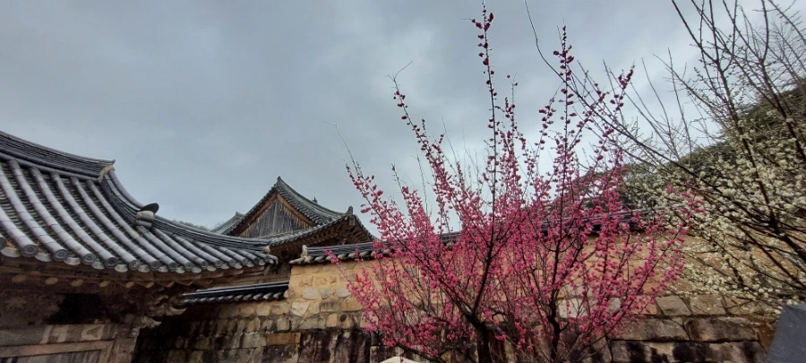 900%EF%BC%BF20250315%EF%BC%BF122241.jpg?type=w966