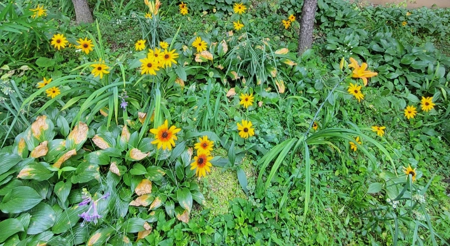 900%EF%BC%BF1752457011656.jpg?type=w966