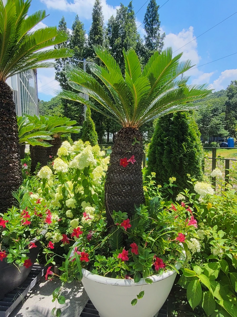 900%EF%BC%BF20250727%EF%BC%BF131427.jpg?type=w966