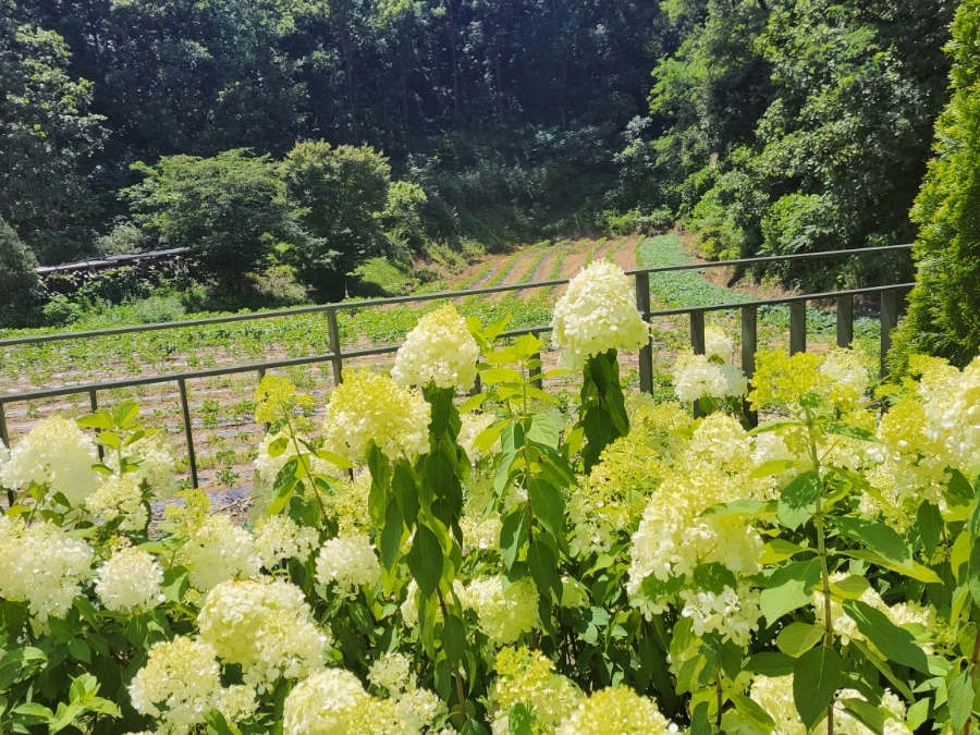 900%EF%BC%BF20250727%EF%BC%BF131405.jpg?type=w966