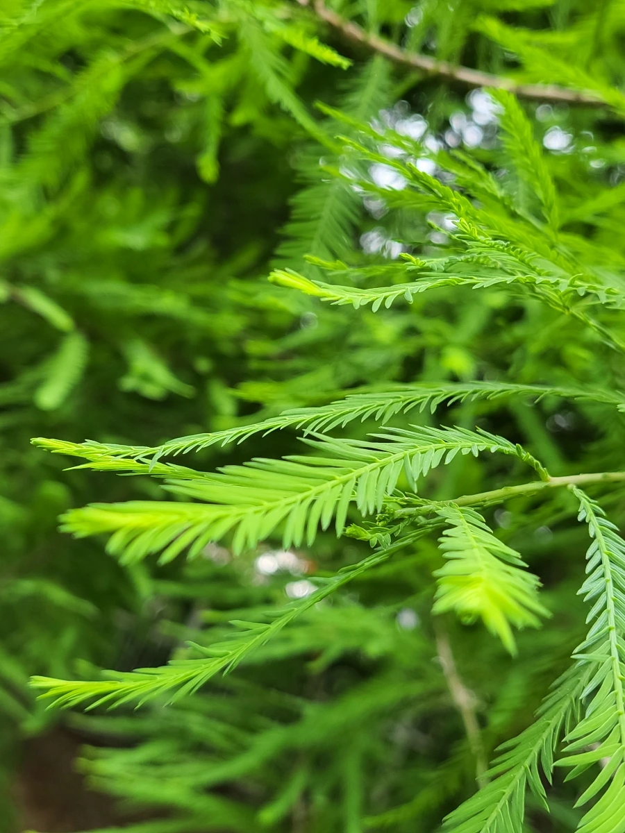 900%EF%BC%BF20250613%EF%BC%BF095741.jpg?type=w966