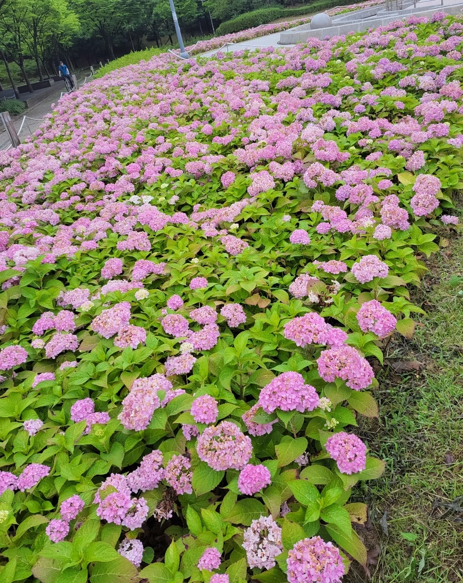 900%EF%BC%BF1751351205915.jpg?type=w966