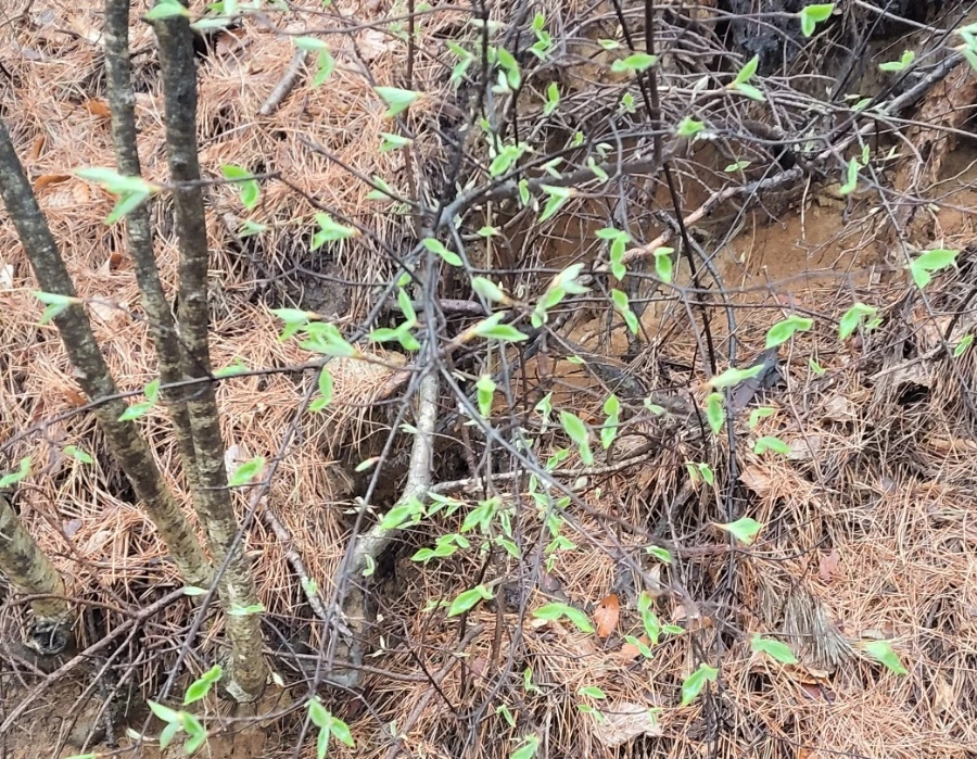 900%EF%BC%BF1745710508118.jpg?type=w966