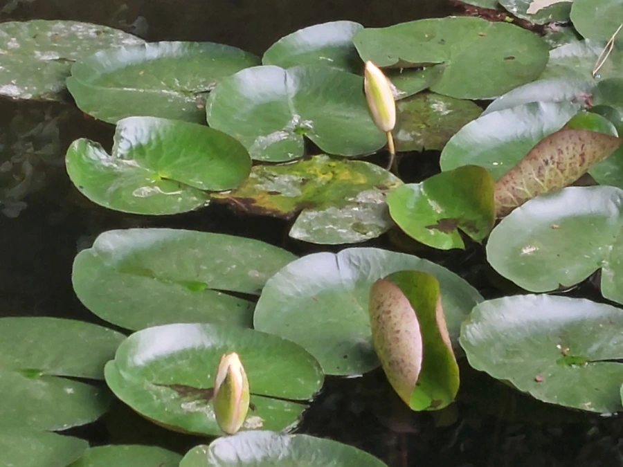 900%EF%BC%BF20250714%EF%BC%BF061903.jpg?type=w966